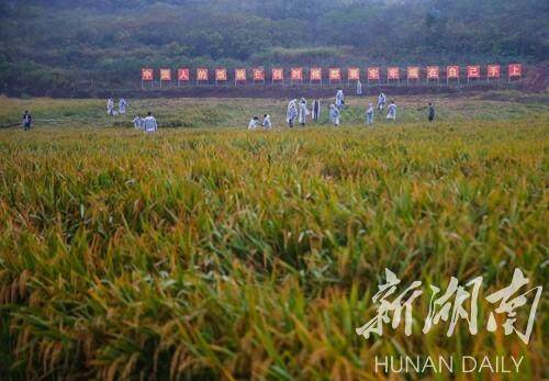 kaiyun sports-“杂交水稻之父”走了，留给我们无尽的思念